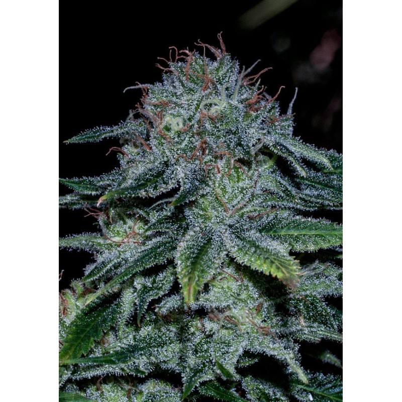 MYSTIC COOKIE ·  Positronics · cannabis seeds · Fem