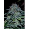 MYSTIC COOKIE ·  Positronics · sementes de maconha · Fem