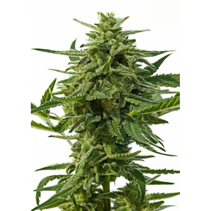 NORTHERN HAZE AUTO · Positronics · semi di canapa indiana · AutoFem