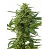 NORTHERN HAZE  AUTO · Positronics · cannabis seeds · AutoFem