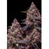 SOMANGO 47 · Positronics · cannabis seeds · Fem