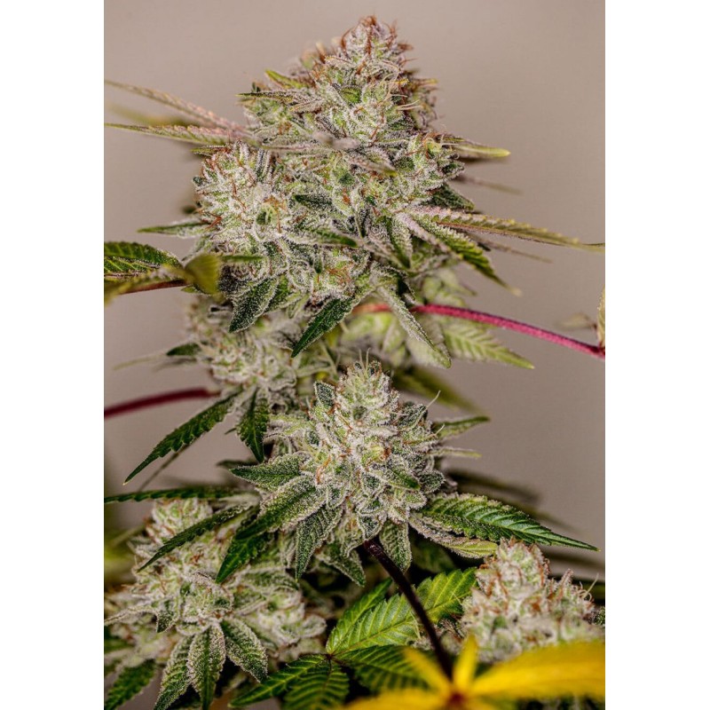 STICKY DREAM · Positronics · kaufen cannabis samen · Fem