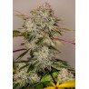 STICKY DREAM ·  Positronics · cannabis seeds · Fem