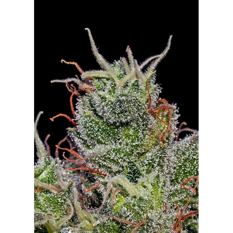 SUPERCHEESE EXPRESS AUTO · Positronics · semi di canapa indiana · AutoFem