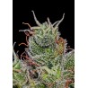 SUPERCHEESE EXPRESS AUTO · Positronics · semi di canapa indiana · AutoFem
