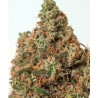 SUPERCHEESE · Positronics · sementes de maconha · Fem