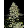 WERNARD EXPRESS · Positronics · sementes de maconha · AutoFem