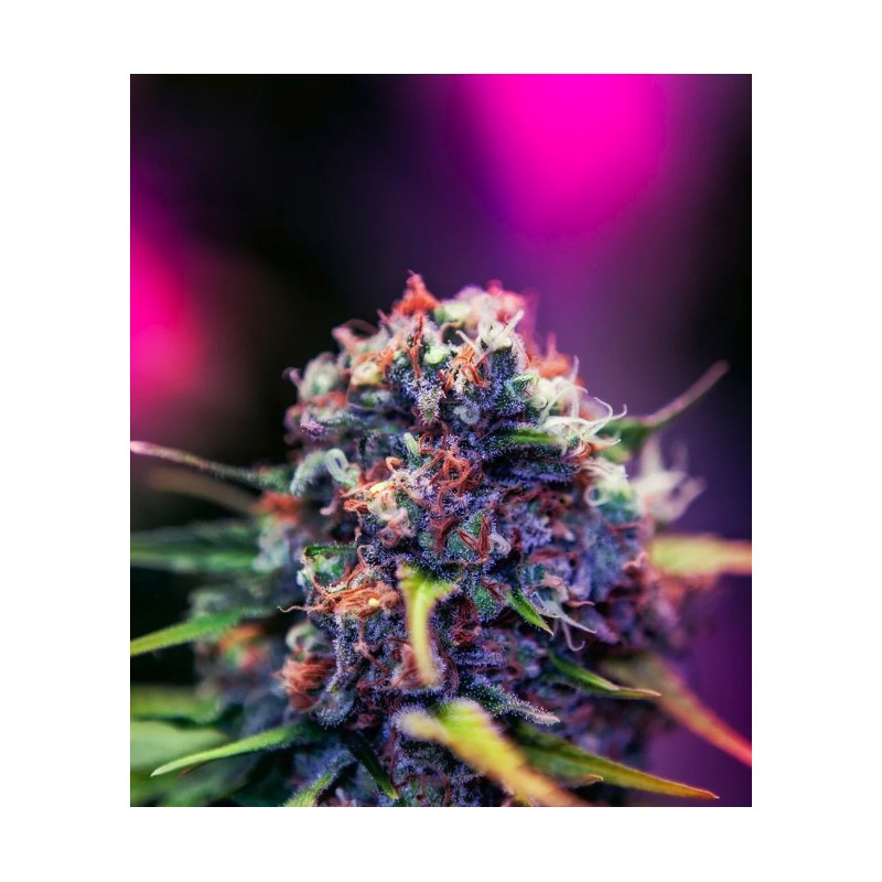 BLACK WIDOW CBD · Positronics · semi di canapa indiana · Fem