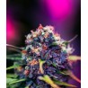 BLACK WIDOW CBD · Positronics · kenevir tohum · Disi · Fem