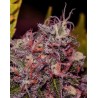 CARAMELICE · Positronics · cannabis seeds · Fem