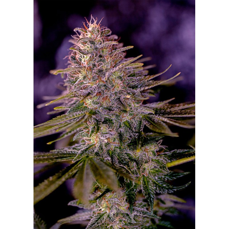 AMERICAN PURPLE · Positronics · semi di canapa indiana · Fem
