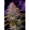 AMERICAN PURPLE · Positronics · semi di canapa indiana · Fem