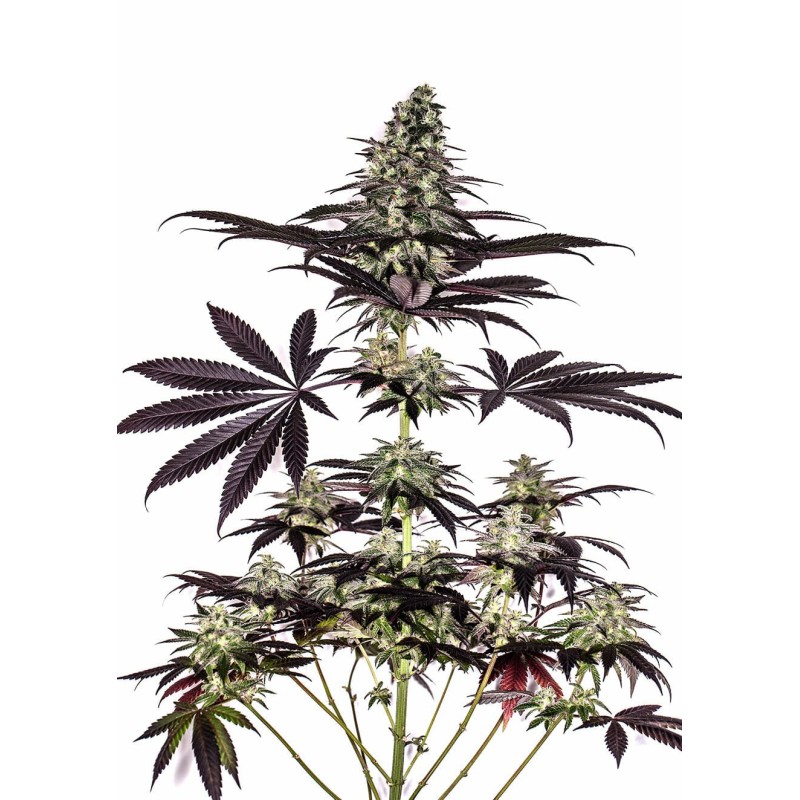 CBD CARAMELICE AUTO · Positronics · semi di canapa indiana · AutoFem