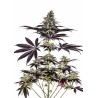 CBD CARAMELICE AUTO · Positronics · semi di canapa indiana · AutoFem
