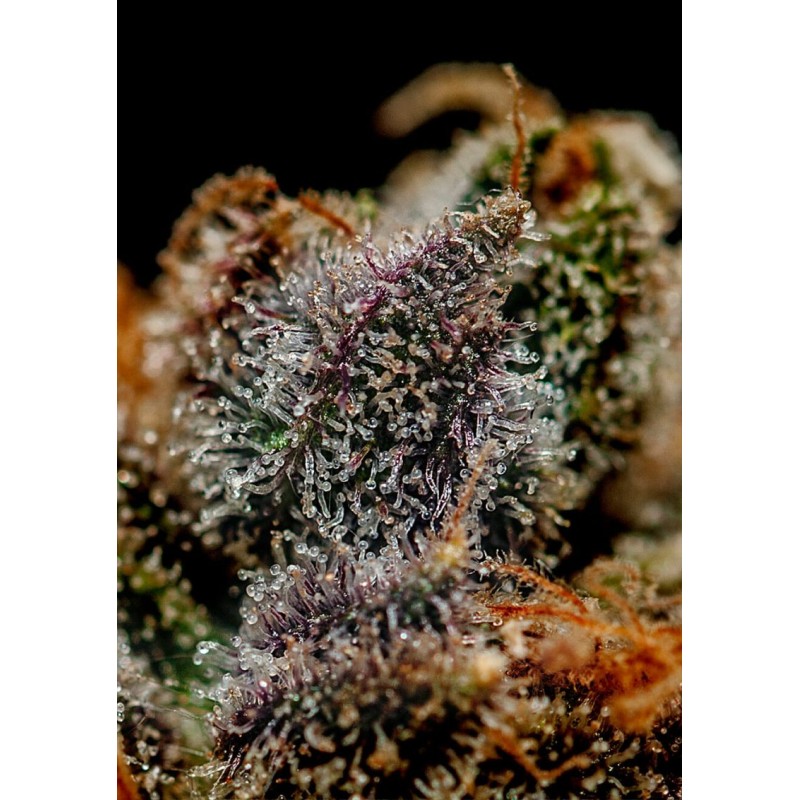 CHIZPA · Positronics · sementes de maconha · Fem