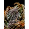 CHIZPA · Positronics · cannabis seeds · Fem