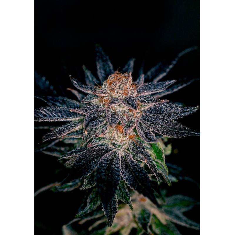 GELATO 47 · Positronics · semi di canapa indiana · Fem
