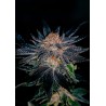 GELATO 47 · Positronics · semi di canapa indiana · Fem