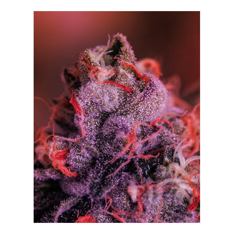 GORDO MASTER KUSH · Positronics · semi di canapa indiana · Fem
