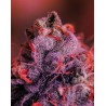 GORDO MASTER KUSH · Positronics · cannabis seeds · Fem