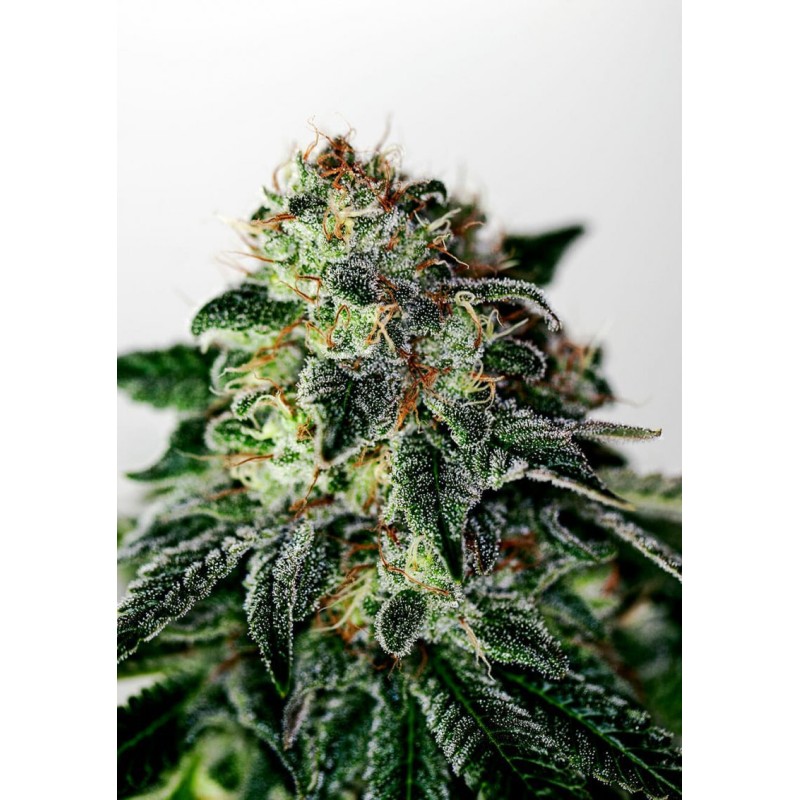 MYSTIC COOKIE AUTO · Positronics · semi di canapa indiana · AutoFem