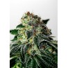 MYSTIC COOKIE AUTO · Positronics · semi di canapa indiana · AutoFem