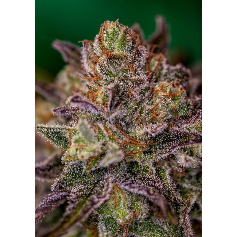 PURPLE CHERRY · Positronics · semi di canapa indiana · Fem