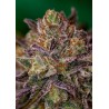 PURPLE CHERRY · Positronics · sementes de maconha · Fem