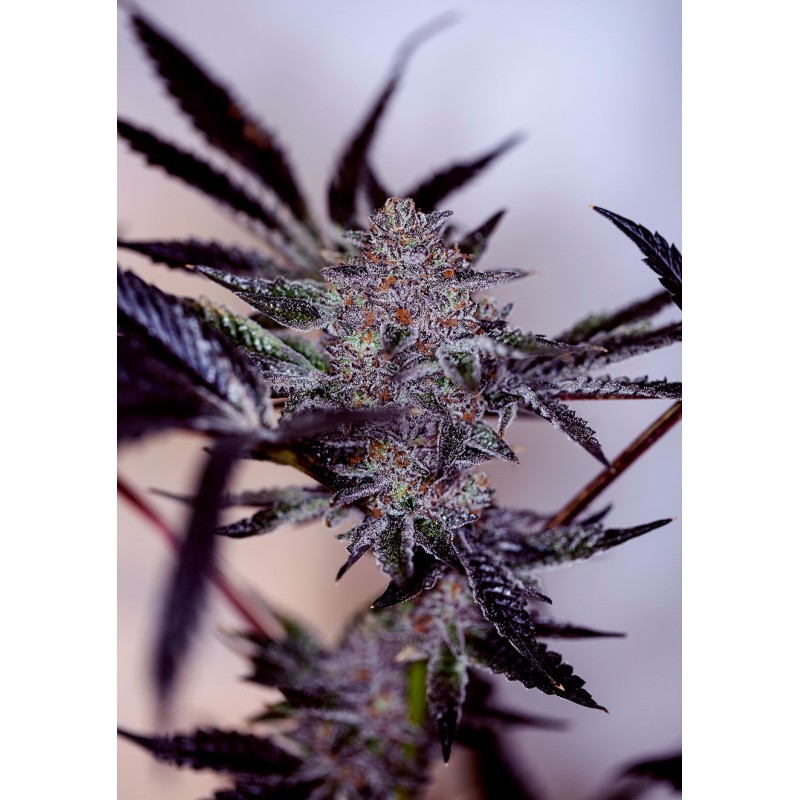 PURPLE CHERRY AUTO · Positronics · semi di canapa indiana · AutoFem