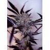 PURPLE CHERRY AUTO · Positronics · semi di canapa indiana · AutoFem