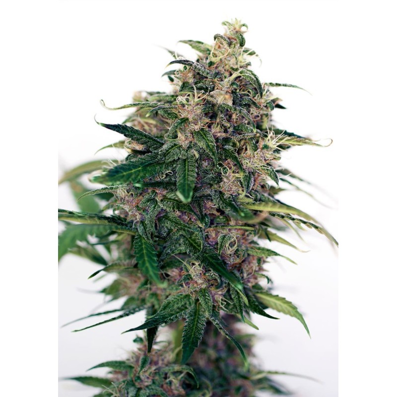 SOMANGO 47 AUTO · Positronics · semi di canapa indiana · AutoFem