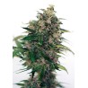 SOMANGO 47 AUTO · Positronics · cannabis seeds · AutoFem
