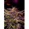 Z VALLEY · Positronics · cannabis seeds · Fem