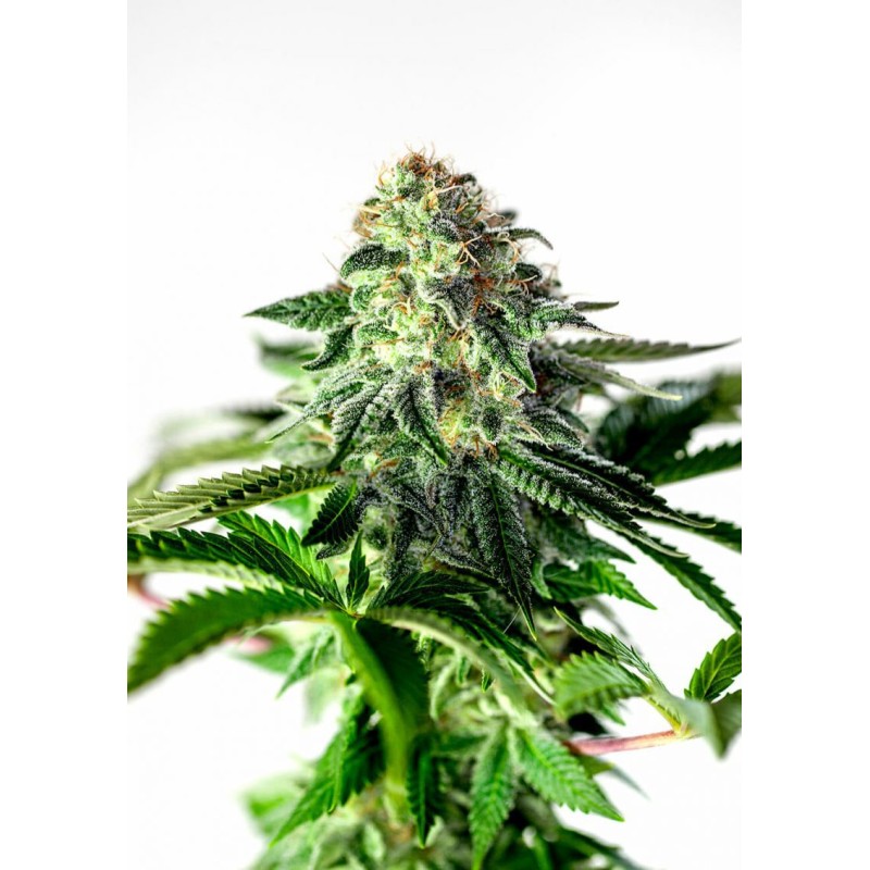 STICKY DREAM EXPRESS AUTO · Positronics · semi di canapa indiana · AutoFem