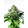 STICKY DREAM EXPRESS AUTO · Positronics · semi di canapa indiana · AutoFem