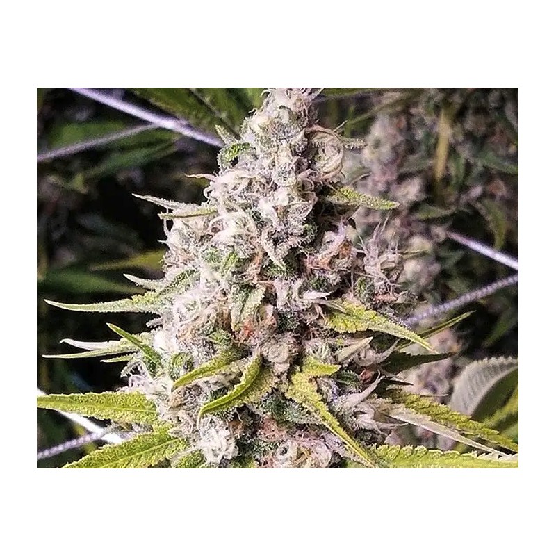 DOUBLE BUBBLEEBERRY · Sagarmatha Seeds · semi di canapa · Fem