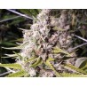 DOUBLE BUBBLEEBERRY · Sagarmatha Seeds · semi di canapa · Fem
