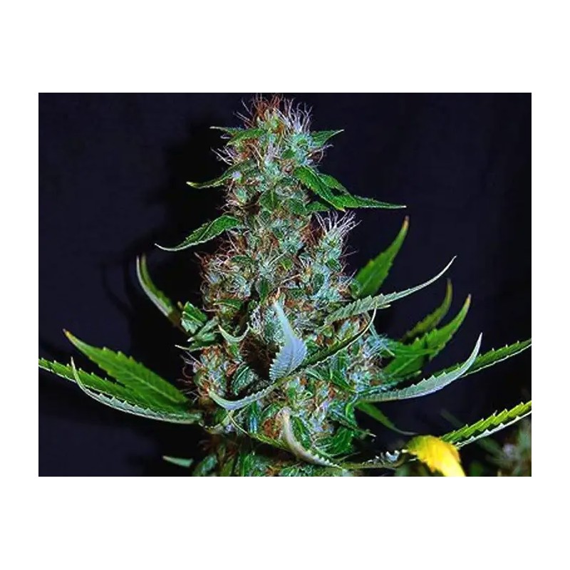 DIAMOND HEAD · Sagarmatha Seeds · semi di canapa · Fem