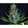 DIAMOND HEAD · Sagarmatha Seeds · semi di canapa · Fem