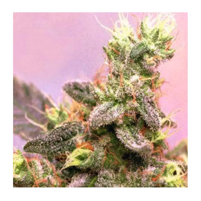 YUMBOLT · Sagarmatha Seeds · semi di canapa · Fem