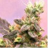 YUMBOLT · Sagarmatha Seeds · semi di canapa · Fem