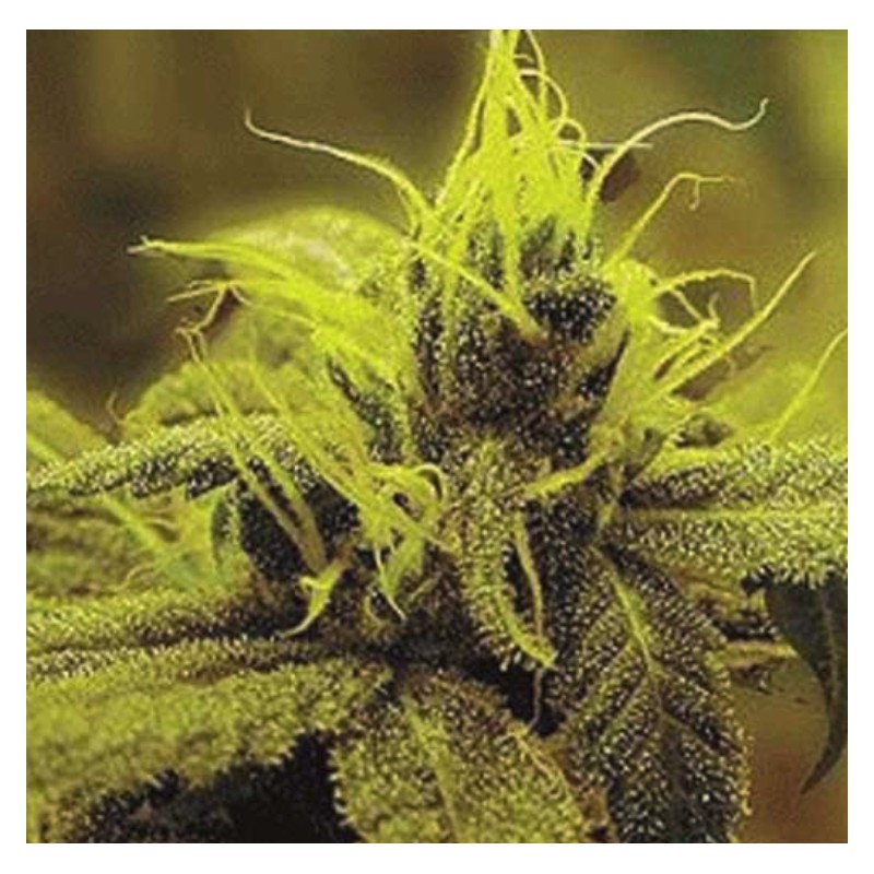 A 1 HAZE · Sagarmatha Seeds · semi di canapa · Fem
