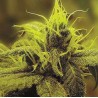 A 1 HAZE · Sagarmatha Seeds · semi di canapa · Fem