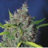 BLUEBERRY BUD · Sagarmatha Seeds · semi di canapa · Fem