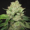 CALTRAIN WRECK · Sagarmatha Seeds · semi di canapa · Fem