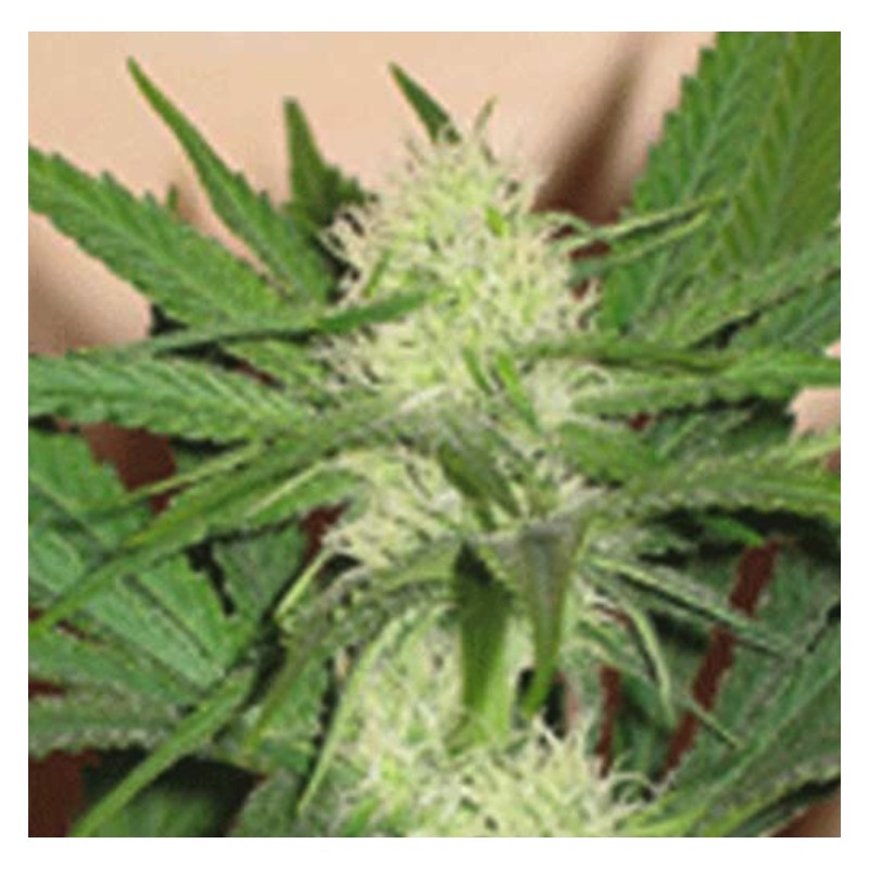 CHEEZ WRECK · Sagarmatha Seeds · semi di canapa · Fem
