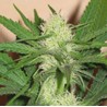 CHEEZ WRECK · Sagarmatha Seeds · sementes de maconha · Fem