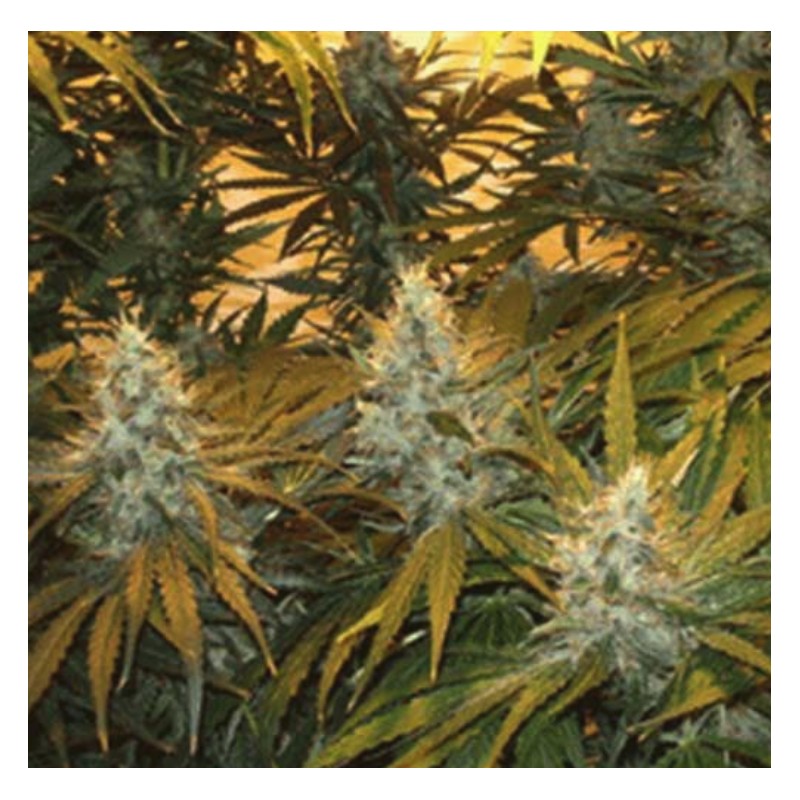 CHUNKY SKUNK · Sagarmatha Seeds · semi di canapa · Fem