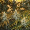 CHUNKY SKUNK · Sagarmatha Seeds · semi di canapa · Fem