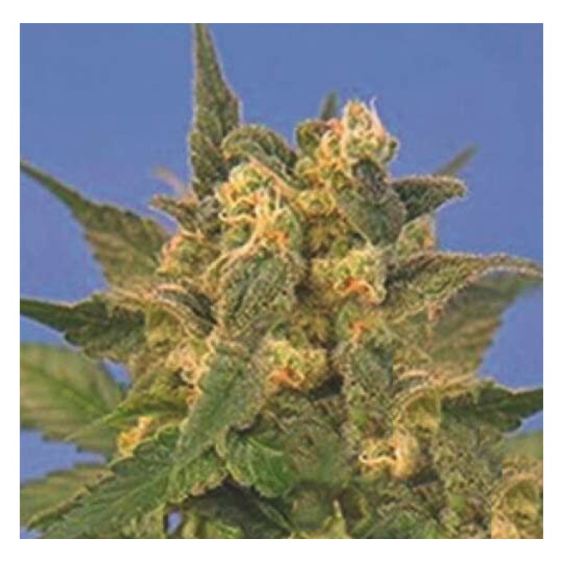 INDICA XXL · Sagarmatha Seeds · cannabis seeds ·  Fem